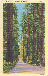 California Redwoods vintage postcard