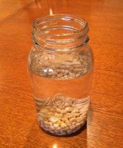 Sprouting Garbanzo Beans