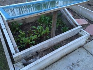 Cold Frame