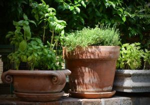 Potted Herbs