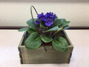 African Violet