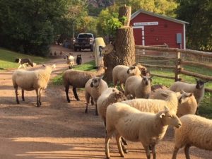 Sheep at Avalanche Ranch