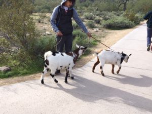 Goats at White Tank Park